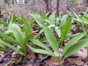 Plants d'ail des bois
