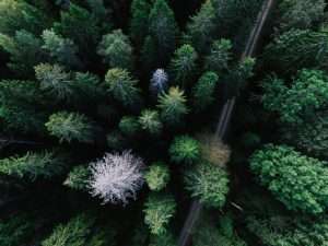 Canopée. Crédit photo: Josh Pigford, Unsplash