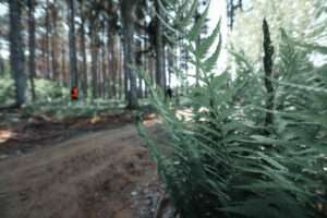 Paysage de forêt
