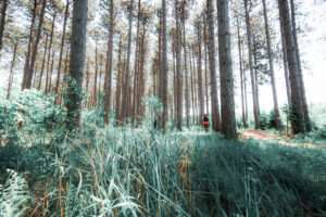 Paysage de forêt