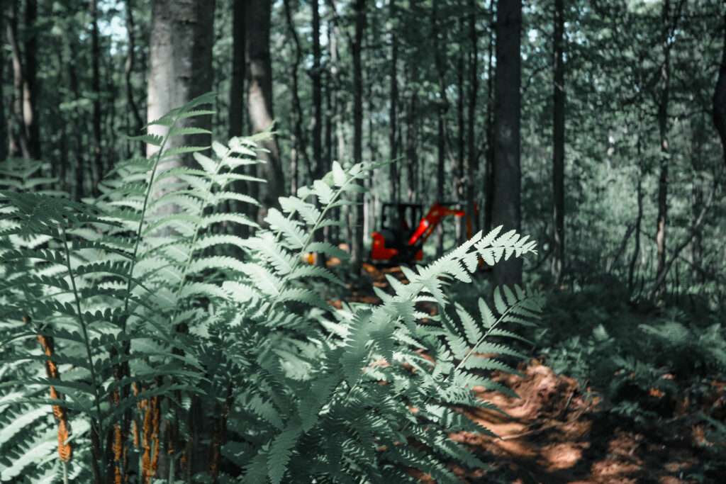 Paysage de forêt
