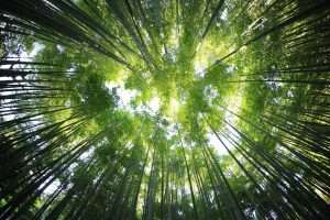 Credit photo: Kazuend-Unsplash