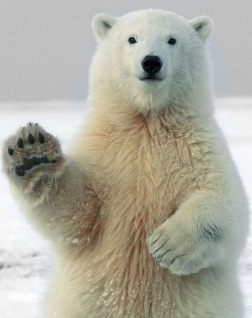 Norbaere ours polaire symbole d’écotourisme durable dans un paysage nordique