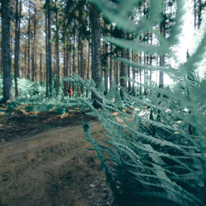 Paysage de forêt