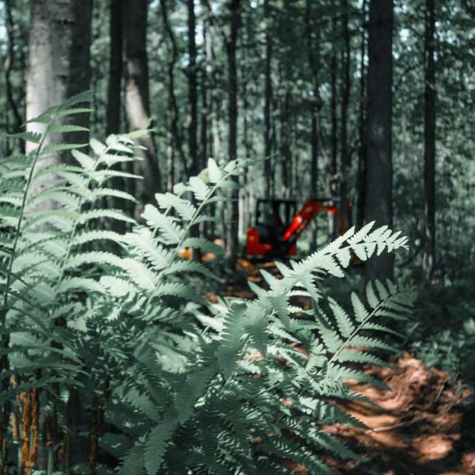 Paysage de forêt